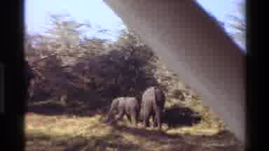 Mara Tanzania (1983): Two Baby Elephants And A Bigger Elephant In The Wild
