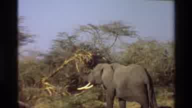 Mara Tanzania (1983): Group Of Elephants Walking And Eating In A Place In The