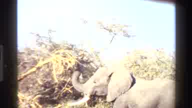 Mara Tanzania (1983): Wild Elephants Pulling Food From Trees On A Sunny Day