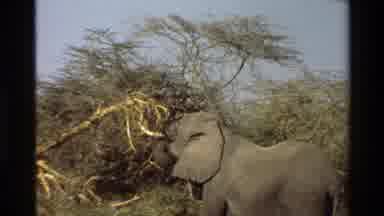 Mara Tanzania (1983): A Large African Elephant Pulls Down On A Branch Of A Tree