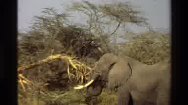 Mara Tanzania (1983): African Elephants With Tusks Raising On Foliage With