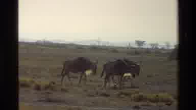 Mara Tanzania (1983): Birds And Cows Enjoying Their Individual Habitats