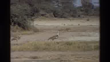Mara Tanzania (1983): Bird Is Walking And Showing The