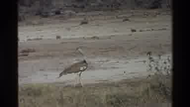 Mara Tanzania (1983): Animals On A South African Safari