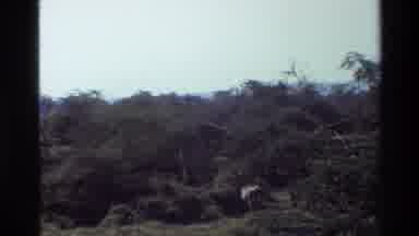 Mara Tanzania (1983): Forest Being Cut Down By Two Men Walking Away