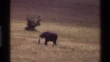 Mara Tanzania-1983: Group Of Wild Elephants Walking On A Field And Eating Grass