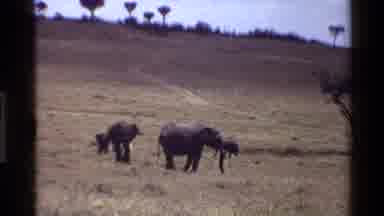 Mara Tanzania (1983): Herd Of Elephants Walking Around And Feeding From Grassland