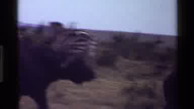 Mara Tanzania (1983): African Elephants Water Buffalo And Zebra Are Seen In An