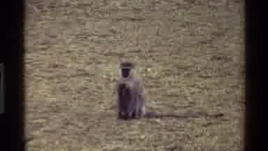 Mara Tanzania (1983): Rhinoceros And Monkey Are Doing Something In The Forest