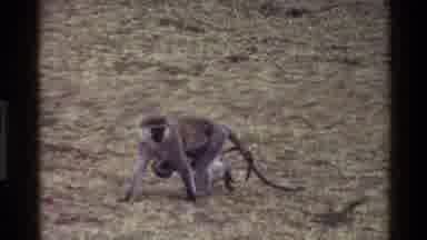 Mara Tanzania (1983): Footage Of Wild Monkey Carrying Young Baby Monkey In Field