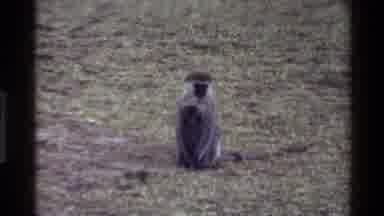 Mara Tanzania (1983): Mother Monkey Holding Baby Runs In Field Then Sits Down