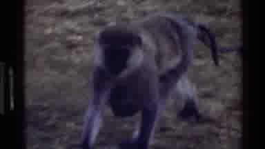Mara Tanzania (1983): Mother Macaque Running With Baby In German Zoo