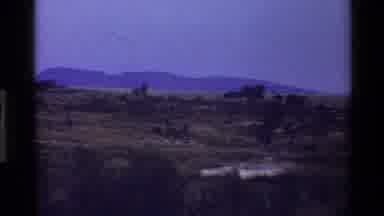 Mara Tanzania (1983): Cow Free Grazing In A Meadow On Grass And Other Shrubs