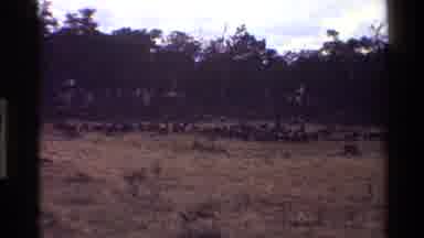 Mara Tanzania-1983: An Open Field Of Wild Animals Grazing On Grass Next To A