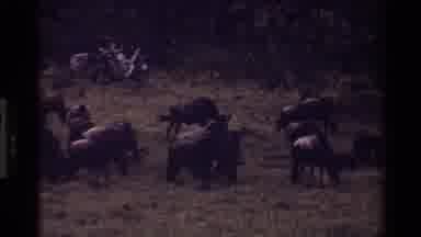 Mara Tanzania (1983): Water Buffalo And Antelope Grazing