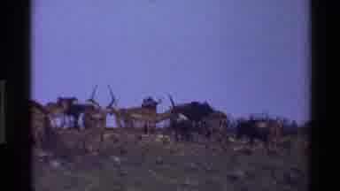 Mara Tanzania (1983): Many Animals Roam Around A Scare Prairie On A Clear Day