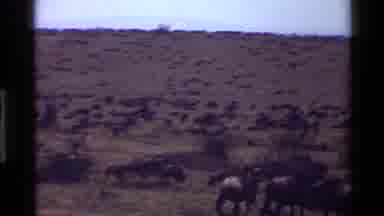 Mara Tanzania (1983): Zebra And Wildebeest Free Roaming In Their Natural Habitats
