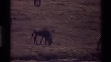 Mara Tanzania (1983): Zebra And Other Animals Eating Grass While Walking On The
