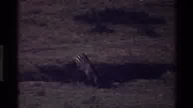 MARA TANZANIA-1983: Baby Zebra Walking With Parent In Savannah