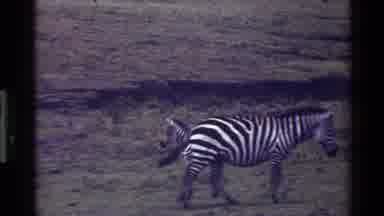 Mara Tanzania (1983): Old Video Of Zebras In Their Natural Habitat