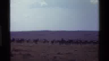 Mara Tanzania (1983): Standing Ostrich Bird And White Vehicle Moving Towards Large