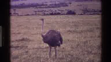 Mara Tanzania (1983): Ostrich Inspecting The Vast Plains For A Potential Mate