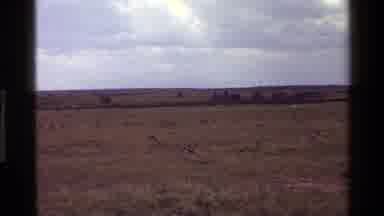 Mara Tanzania (1983): Animals With Stripes And Swishing Tails Graze On Brown Weeds
