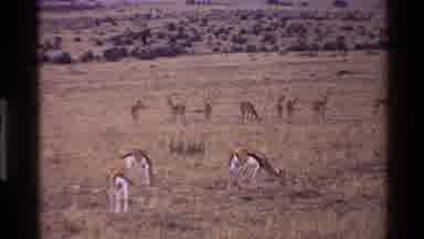 Mara Tanzania (1983): Antelope Herd And Giraffe Grazing In Field On A Bright Sunny