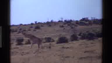 Mara Tanzania (1983): An Animal In The Grasslands Of Africa Walking Already