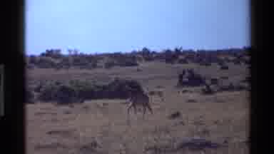 Mara Tanzania (1983): Lone Giraffe Swats Tail And Walks Across Low Grassland