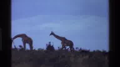 Mara Tanzania (1983): Day In Field Of Wild Nature