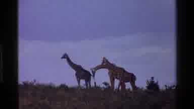 Mara Tanzania (1983): Multiple Giraffes Free Roaming Around Natural Habitat