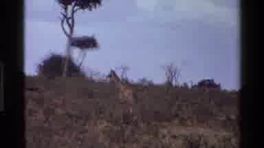 Mara Tanzania (1983): Baby Giraffe Walking The Savannah Then Clip Of Lions Just