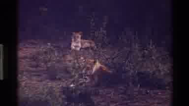 Mara Tanzania (1983): Two Lioness Resting In The Grass