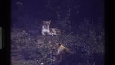 Mara Tanzania (1983): In The Midst Of Forest Tiger Seen Wild Animal Fierce Fast