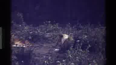 Mara Tanzania (1983): Lions In Grassy Area Grooming Self