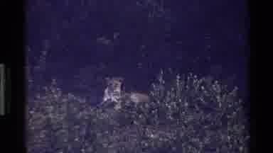 Mara Tanzania (1983): Female Lion Calling Its Partner