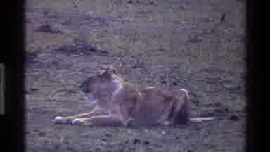 Mara Tanzania (1983): Lioness Laying In The Ground In The Savannah Roaring And