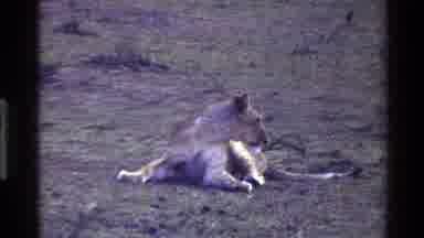 Mara Tanzania (1983): Tiger Laying In The Grass In The Wilderness Overseas