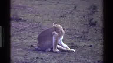 Mara Tanzania (1983): Female Lion Bites Tail