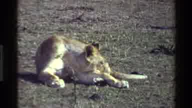 Mara Tanzania (1983): Lion In The Wild Plains