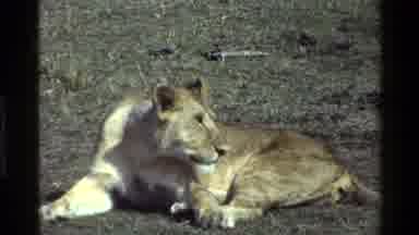 Mara Tanzania (1983): Beautiful Looking Lioness Walks Across Low Grassland In