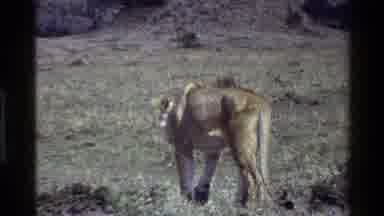 Mara Tanzania-1983: Lioness Walking Across Savanna and Hyena Foraging Near Hill