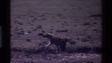 Mara Tanzania (1983): A Hyena Passing By Alone During The Day In The Wild