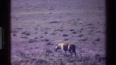 Mara Tanzania (1983): Cheetahs Are Roaming Around The Forest