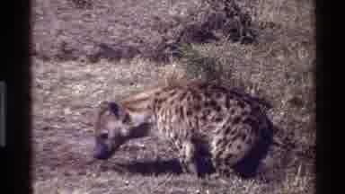Mara Tanzania (1983): Hyena Sits In Open Field On A Bright Sunny Day