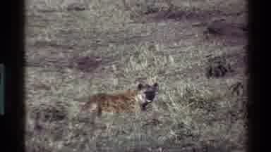 Mara Tanzania (1983): Cheetah And Jackle On The Prairie