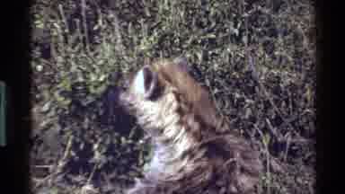 Mara Tanzania (1983): Strange Animal Peering Out Into The Daylight To See What Is