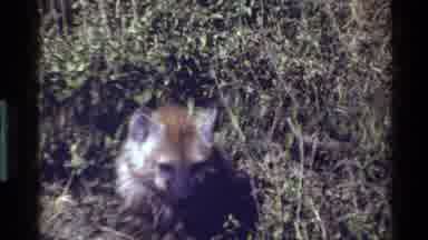 Mara Tanzania (1983): Hyena In Her Natural Habitat And A Pack Animals Nature