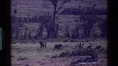 Mara Tanzania (1983): Monkeys Walking The Plains In Search For Food